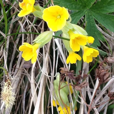 Ostello Landarenca *